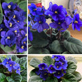 Dark Blue African Violet Plants Live in Pot, Flowering Violets Indoor Outdoor Blooming, Vibrant Color Houseplant Décor Year-Round