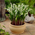 Set 5 Lily of The Valley Bare Roots, Fragrant Spring Flowers for Garden, Patio, and Containers
