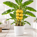 Live Dwarf Cavendish Banana Plant, Tropical Fruit Tree