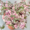 Pink Callisia Repens Succulent Plant, Callisia Repens Plant, Pink Turtle Vine House Plant Indoors Live in 4 Inch Pot