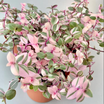 Pink Callisia Repens Succulent Plant, Callisia Repens Plant, Pink Turtle Vine House Plant Indoors Live in 4 Inch Pot