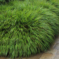 Yellow Japanese Grass Ornamental Grasses, Cold Hardy Grass Live Plant, Live Grass Plants Fully Rooted in 2 1/4" Clumps