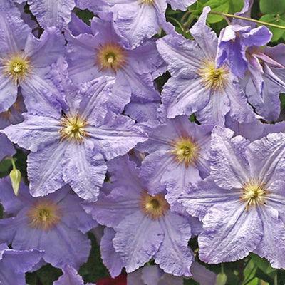 Clematis Vine Plant Live for Planting Outdoor, Clematis Plants Live, 4 to 6 Inch Tall, 2.5 Inc Pot, Perennial Fragrant Flowers Plant, Lavender Purple