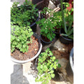 Moringa Seedling Tree Live Plant, High Yielding Moringa Oleifera Plant in 4" Pot, 6-8 Inches in Tall Well Rooted, Malunggay Dormant in Winter