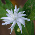 Set 2 Jasmine Plant Indoor Live, 5 to 7 Inc Tall, Jasmine Flower Plants Seedlings No Pot, Annual Flower Blooming