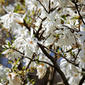 Star Magnolia Tree Live Plant, Magnolia Plant Live 6 to 12 Inches Tall, in 2.5 Inches Pot, White Magnolia Bush Fragrant Magnolia Flowers