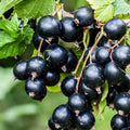 Black Currant Bush Live Plant, Black Currant Plant Live for Planting Sweet Current Shrub 1 Year Old, Currant Berries