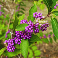 Beautyberry Plant Live, American Beautyberry Live Plant, Flower Bush Shrub Tropical Plants Indoor Outdoor, 5 to 6 Inc in Height