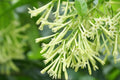 Jasmine Flower Plant Live, Night Blooming Jasmine Plant from 3 to 6 Inches Tall, Jasmine Live Plant, 4 Inc Potted