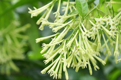 Jasmine Flower Plant Live, Night Blooming Jasmine Plant from 3 to 6 Inches Tall, Jasmine Live Plant, 4 Inc Potted