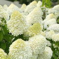 Well-Rooted Hydrangea Live Plant in 2.5 Inch Pot, Hydrangea Tree Shrub Bush Perennial Outdoor Planting (White)