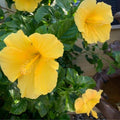 2 Yellow Hibiscus Plants, 3-5 Inch Tall Starter Plants - Live Hibiscus Flower Plants for Outdoor Garden, Patio, and Container Growing