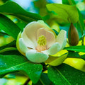 Sweetbay Magnolia Tree Live Plant, Laurel Magnolia Shrub Tree Live Plant in 2.5" Pot, 6-12 Inches