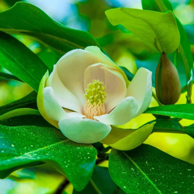 Sweetbay Magnolia Tree Live Plant, Laurel Magnolia Shrub Tree Live Plant in 2.5" Pot, 6-12 Inches