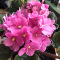 Pink African Violets Live Plants, African Violet Plant, 4 Inc Pot