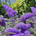 Potted Butterfly Bush Live Plant, 5-9" in Tall, Cold Hardy, Spring Outdoor PlantingBlooms Summer to Fall, Dormant in Winter (Blue Purple Buddleia Plant)