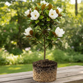 Magnolia Plant Live, Sweetbay Magnolia Tree Live Plant, 6 to 9 Inc Tall, Magnolia Shrub Plant Live