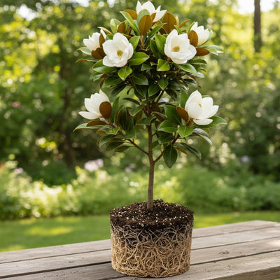 Magnolia Plant Live, Sweetbay Magnolia Tree Live Plant, 6 to 9 Inc Tall, Magnolia Shrub Plant Live