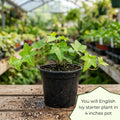 Green English Ivy Live Plant, Ivy Plant Live, 4 Inc Pot, 4-7 Inc Tall, Easy Care Trailing Indoor Houseplant for Hanging Baskets, Container Gardens