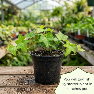 Green English Ivy Live Plant, Ivy Plant Live, 4 Inc Pot, 4-7 Inc Tall, Easy Care Trailing Indoor Houseplant for Hanging Baskets, Container Gardens