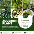 2 Green Zucchini Plants Live for Planting, Squash Plants Live for Planting, 4 to 6 Inches Tall