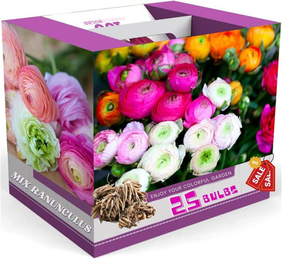 Mixed Ranunculus Flowers Bulbs for Spring Planting, Perennial Flower Bulbs, Early Spring Flower to Plant Outside, Colorful Blooms Groundcover Bulbs, Top Size