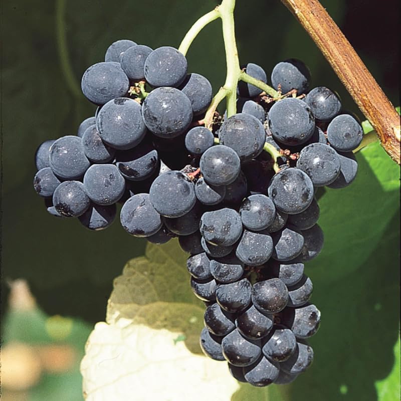 Blue Purple Grape Vine Live Plant, Bareroot 1-2 Years, Sweet Fruit Tree