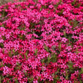 Red Creeping Phlox Plant in Quart Pot, 3-6" Live Garden Phlox Plants, Pink Blooms, Perennial Groundcover