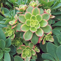 Easy Care Aeonium Plant Live 4” Pot, Rare Succulents Plants Live, Well Rooted, Easy Care House Plants (Green with Pink)