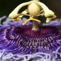 Passion Flower Plant, 4" Pot, Purple Passion Flower Vine Tree for Planting Indoors Outdoors