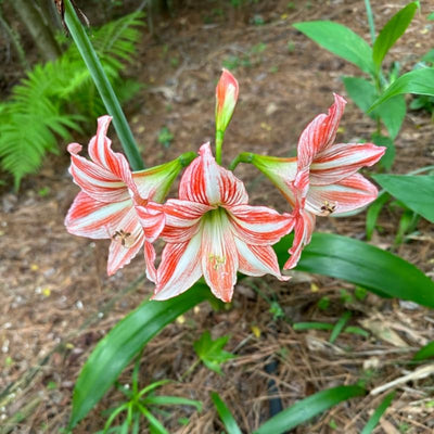Sweet White Red Waxed Amaryllis Plant Bulb, Holiday Decorations Blooms, Zone: 9-11 or Indoors