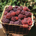 Raspberry Plant Live 6 to 12 Inch Tall, Sweet Raspberry Bush Live Plant Well Rooted Zone 3 to 8 (Purple Raspberry)