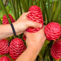 6 Rhizomes Awapuhi Shampoo Ginger Roots 1 Year Old, Fresh Red Ginger Rhizomes Oudoor Planting, Pinecone Zerumbet Zingiber, Ginger Lily Flowers
