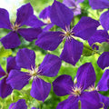 Deep Purple Clematis Vine Plant Live for Planting, Fragrant Clematis Plant Live in 2.5 Inches Pot, Clematis Flowers Perennial