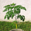 2 Live Moringa Oleifera Plants Trees in 4" Pot, Malunggay Drumstick Size 6-9" Inches in Tall, Dormant in Winter