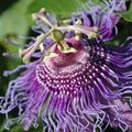 Passion Flower Plant, 4" Pot, Purple Passion Flower Vine Tree for Planting Indoors Outdoors