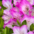 1-2 Ft Purple Magenta Rhododendron Plants Live, Azalea Rhododendron Bush Shrubs in 1 Gallon Pot for Planting, Azalea Bush Ready Plant, Live Rhododendron Plant Azalea