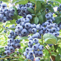 Emerald Blueberry Plant Live for Planting, Blueberry Bushes for Planting, 4"-7" Cold Hardy Blueberries Southern Highbush