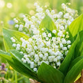 5 Fragrant Lily of The Valley Flower Rhizomes Roots, May Lilies Live Plant Roots, Easy to Grow for Early Bloom, Cold Hardy, Bouquet and Home Décor