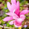 2 Jane Magnolia Trees Live Plants, Pink Magnolia Shrub Tree Live Plant in 2.5" Pot, 6-12 Inches