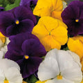 Rare Pansy Assorted Flowers Plant Live, Multicolor Pansies for Outdoor Growing, Pansy Plant in 4'' Pot