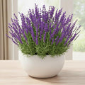 3 Lavender Plants Live Starter Plants 1-3" in Tall, Hardy Perennial Lavender for Garden and Landscape with Fragrant Purple Blooms, No Pot (Phenomenal)