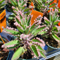Kalanchoe Pink Butterfly, Pink Kalanchoe Plant Live in 2 Inches Pot, Mother of Thousands Variegated Succulent Live Houseplant