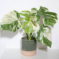 Monstera Plant Live, Monstera Fully Rooted 4-7'' Tall, No Pot, Easy-Care, Fast-Growing Indoor Houseplant (Constellation Monstera)