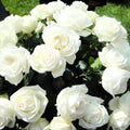 Random Climbing Rose Live Plant, Can Grow As Rose Bushes Shrubs, Fragrant Ready to Plant, Starter Size, 5 to 10 Inc Tall, Dormant in Winter