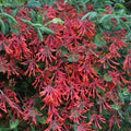 Fragrant Red Coral Honeysuckle Plants Live Vines, Perennial Lonicera Honeysuckle Plants, 5 to 9 Inches Tall