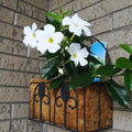 Set 2 of White Mandevilla Plant for Garden, 4 Inc to 7 Inc Tall, Mandevilla Vine Plant Live