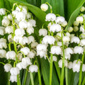 Pack of 6 Pips White Lily of the Valley, Lily of the Valley Plant Live, White Flower for Indoor Outdoor Planting
