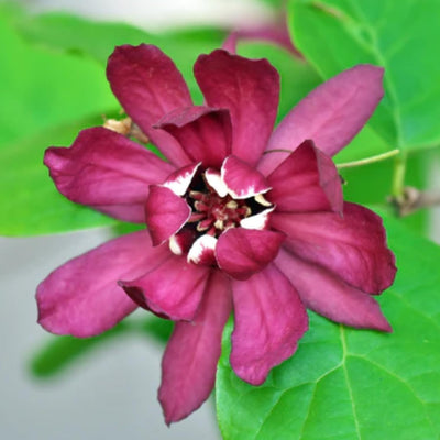 Sweet Shrub Bush Plant, 6 to 12 Inch Tall Starter Plant in Quart Pot