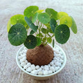 Stephania Cephalantha Bulb, Various Size for Fast Growing Stephania Plant Indoor Outdoor, Erecta Caudex Like, Rare Succulent Houseplant (Large, 3.5-4 Inches Wide)